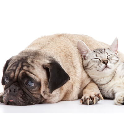 Cat cuddling pug dog